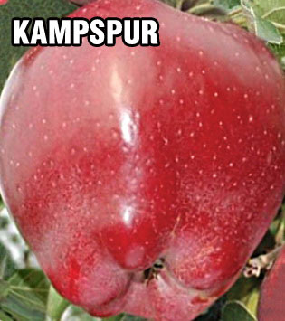 sadnice-jabuke-kamspur