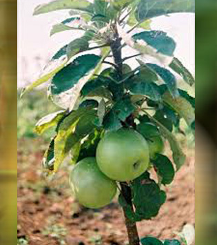 stubasta-jabuka-zelena